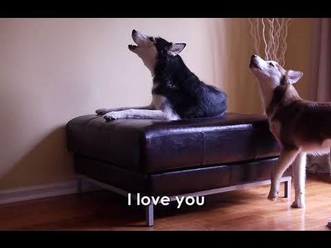 2 TALKING DOGS ARGUE – SUBTITLED! Mishka & Laika – YouTube