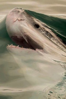 Just before a shark breaks the surface tension of the water