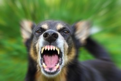 9 Things You Need To Know To Save Your Dog’s Life During An Attack – Three Million Dogs