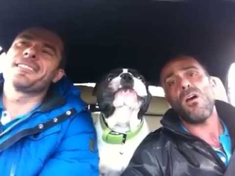 Dog sing You raise me up (long version) bulldog – YouTube