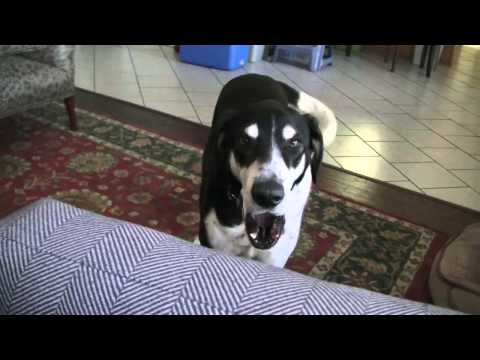 Dog Wants a Kitty – YouTube