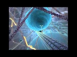 Inner Life of the Cell (Full Version – Narrated) – YouTube