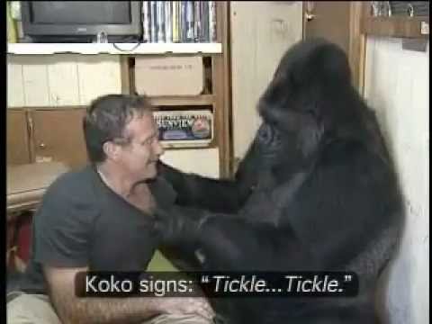 Koko the Gorilla with Robin Williams.mp4 – YouTube