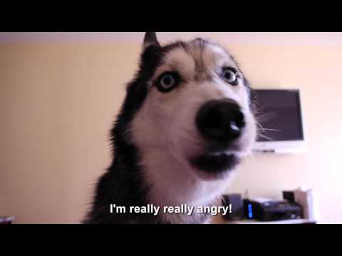 Mishka is Really Really Angry – SUBTITLED – YouTube