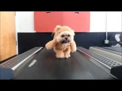 Munchkin the Teddy Bear gets her exercise ORIGINAL – YouTube