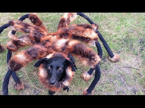 Mutant Giant Spider Dog (SA Wardega) – YouTube