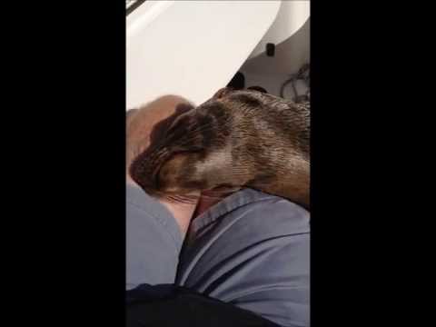 My Life Changing Experience with a Baby Sea Lion – YouTube