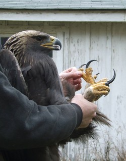 The golden eagle – Ultimate bird of prey