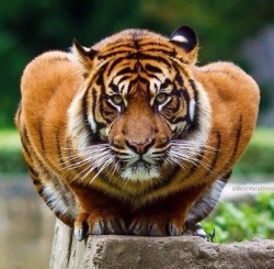 Crouching Tiger