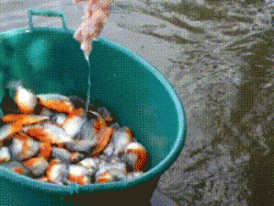 How to fish for Piranha