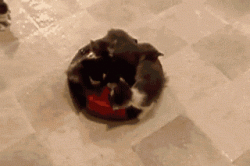 Kittens on a Roomba