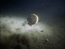 A scallop swimming.