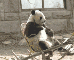 Panda Enjoys Rocking Chair Gather ’round