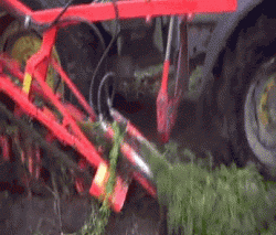 Carrot harvesting