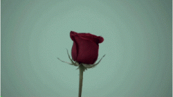 A rose by any other name