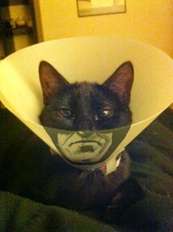 I’m Catman