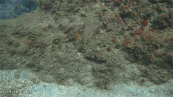 Amazing octopus camouflage