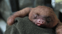 I <3 Sloths