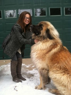 Meet Simba. He’s a Leonberger.
After the Second World War, there were only 8 of these, in  ...