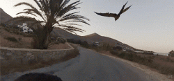 Parrot flies beside owner