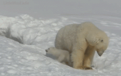 Polar Bears playing