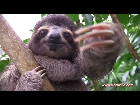 SLOTH MAGIC – YouTube