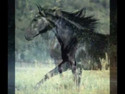 Theme from Black Beauty (Galloping Home) – Matt Pop Mix, unofficial – YouTube