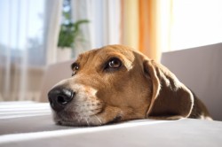 Your Dog Can Tell When You’re Lying | IFLScience