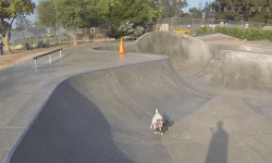 Skateboarding Dog
