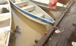 Feeding piranhas in a Brazilian river﻿