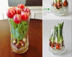 Grow tulips at home at any time of the year with the help of glass beads and water