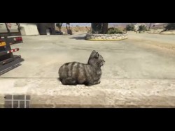 GTA V: Scaring a Cat [ORIGINAL] – YouTube