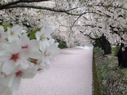 Sakura footpath