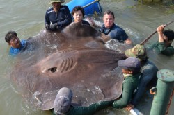 800-Pound Stingray Is One Of The Largest Freshwater Fish Ever Recorded | IFLScience
