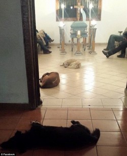 Stray dogs show up at funeral to pay respects to lady who used to feed them | Daily Mail Online