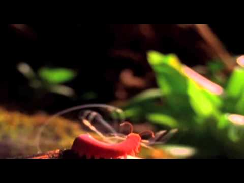 The Coolest Nature Video Ever [Edited By Roen Horn] – YouTube