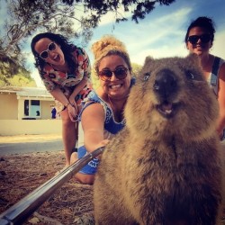 Distractify | Quokkas Are The Selfie Masters We All Want A Picture With