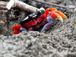 Halloween Crab