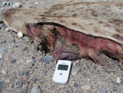 “Fukushima: The Extinction-Level Event That No One Is Talking About” | Opinion – Liberal