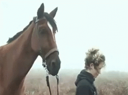 Animatronic from War Horse﻿