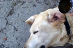 At First I Was Confused When This Man Poured Vinegar In His Dog’s Ear. But The Reason? Bri ...