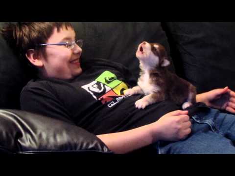 Belka(Alaskan Malamute/Siberian Husky),our 20 day old pup howling – YouTube