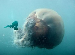 lion’s mane jellyfish