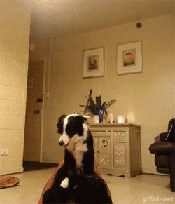 Collies, of course :)