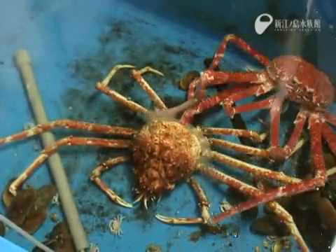 Giant Spider Crab Molting (time-Lapse) – YouTube