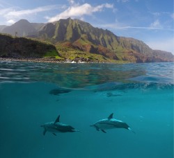 Dolphins swim along the Na Pali Coast, Kauai