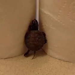 Ninja Turtle training … the early years﻿