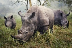 White Rhinos Grazing – Stefan Berube