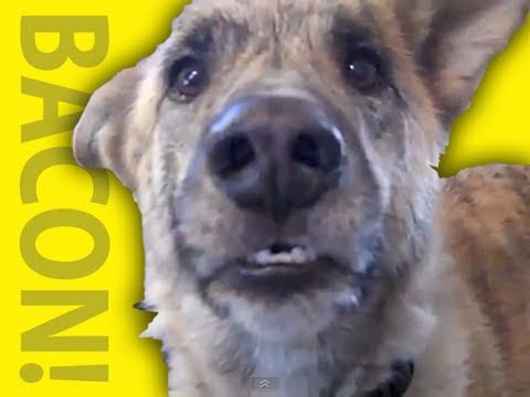 Ultimate Dog Tease – YouTube