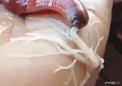 Watch a terrifying worm bug thing shoot out an attacking web goo